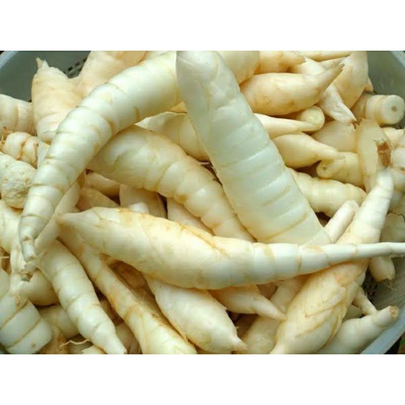 

umbi garut fress diambil ketika order masuk