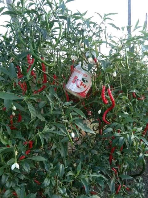 Pembesar Umbi Buah K14 Kalium Bebas Chlore Shopee Indonesia