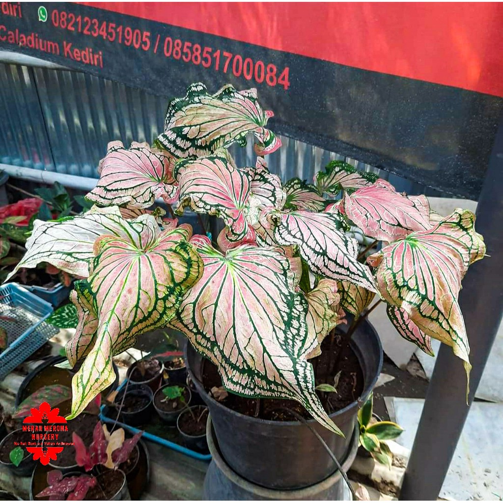 BATIK WAYANG bibit kecil caladium keladi merah merona nursery mmnursery tanaman hias kaladi