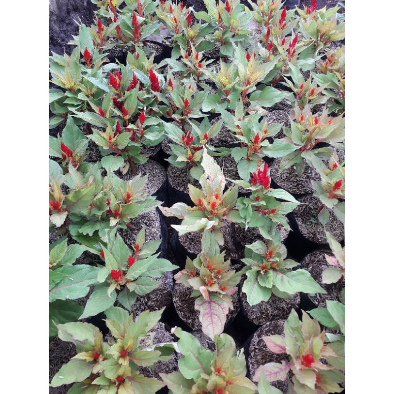Bunga celosia atau jengger ayam