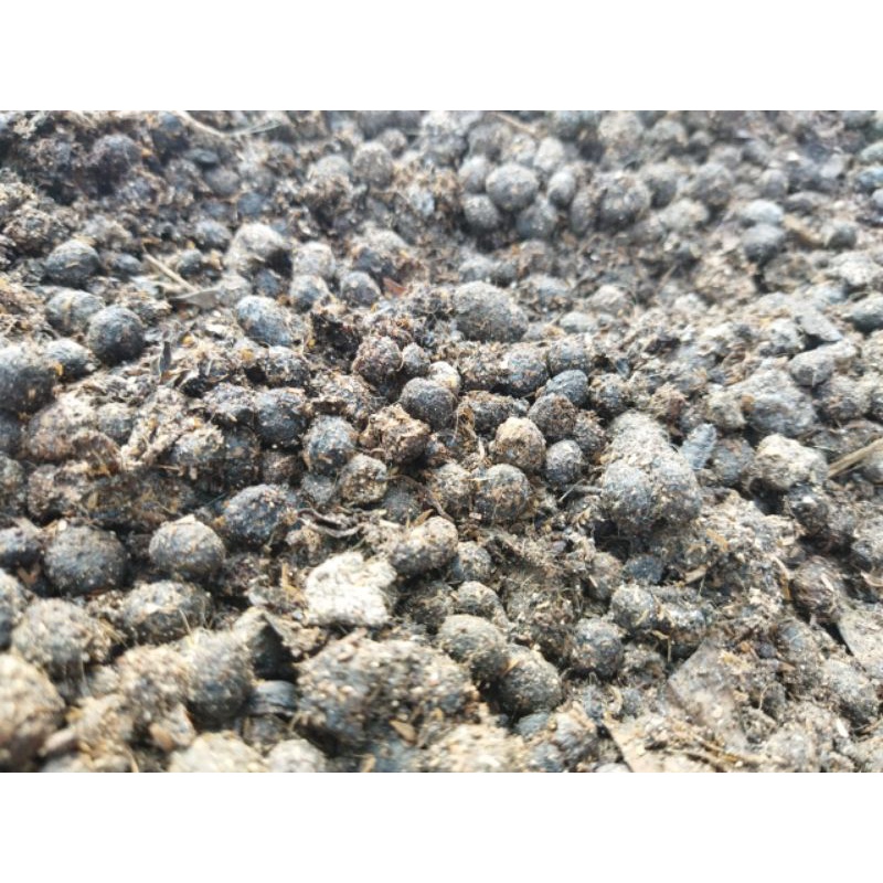 pupuk kandang kotoran kelinci