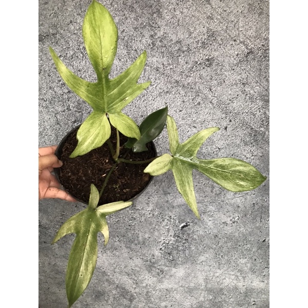 Philodendron florida ghost