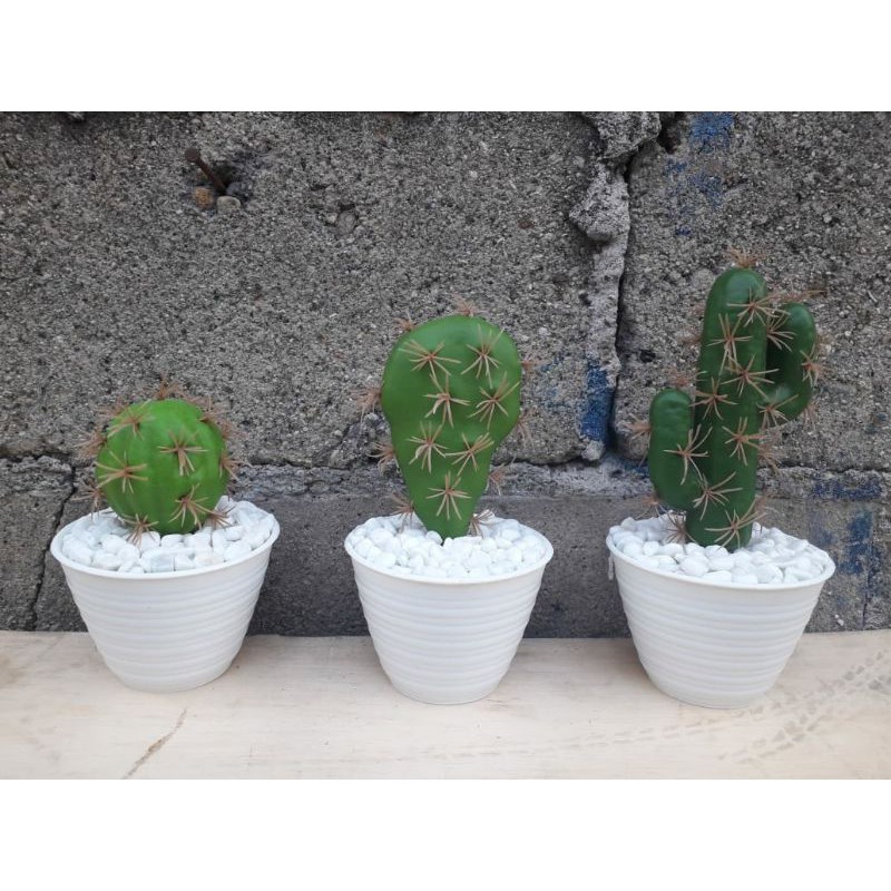 Tanaman kaktus koboi/ Kaktus karet / kaktus imitasi