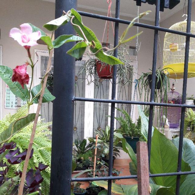 Tanaman Mandevilla Pink