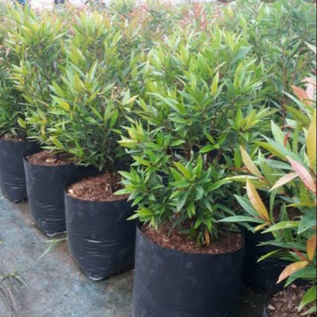 

BIBIT BUNGA PUCUK MERAH