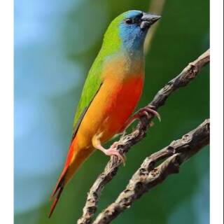 Promo Burung Emprit Pipit Finch Bondol Kaji Shopee Indonesia