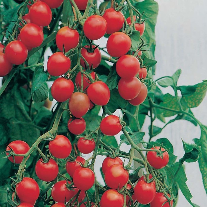 Bibit-Biji Tomat Cherry Gardener's Delight (Haira Seed)