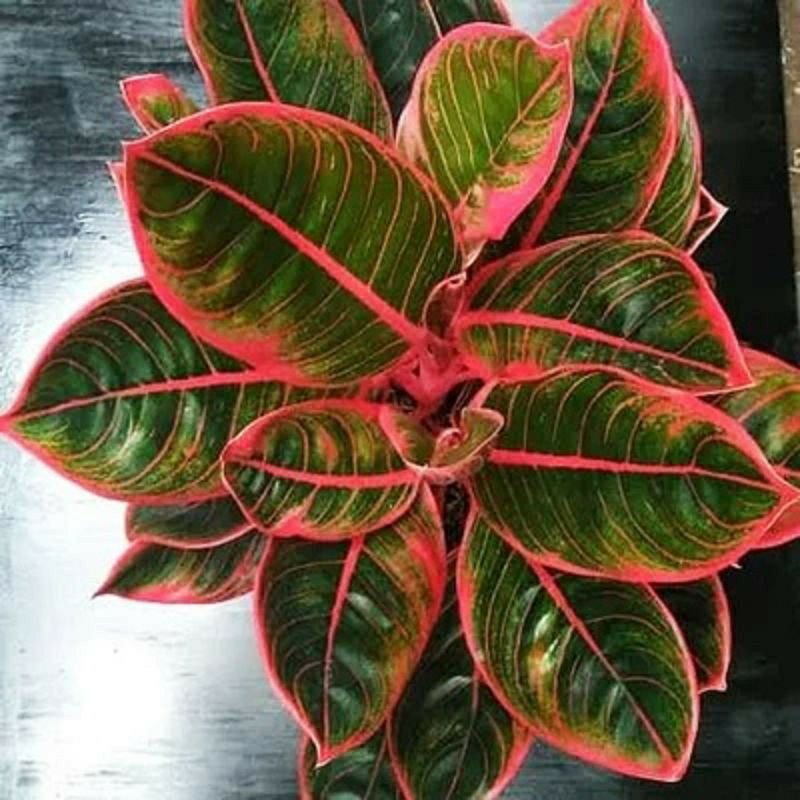 Bibit bunga anakan aglonema kanza,READY STOK