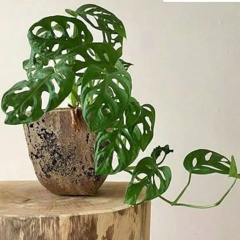 Tanaman Hias Janda Bolong 4 Daun Keatas/Monstera Janda Bolong