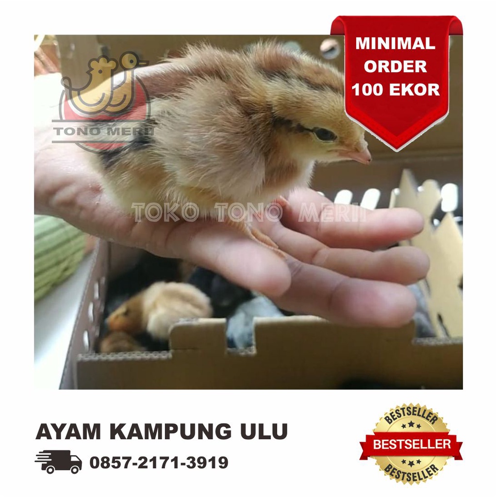 DOC Anak Ayam ULU (Unggas Lestari Unggul) - Isi 102 Ekor