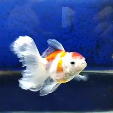 

'Splendid' White Red Oranda 13,5 cm ( Lihat video agar lebih jelas )