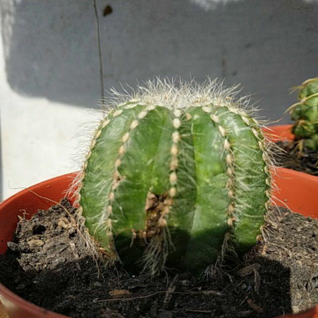 Kaktus Ownroot Magnifikus + Pot Tawon Putih