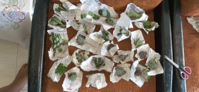 Kaktus Sukulen Paket 50 Pohon Bonus 50 Pot