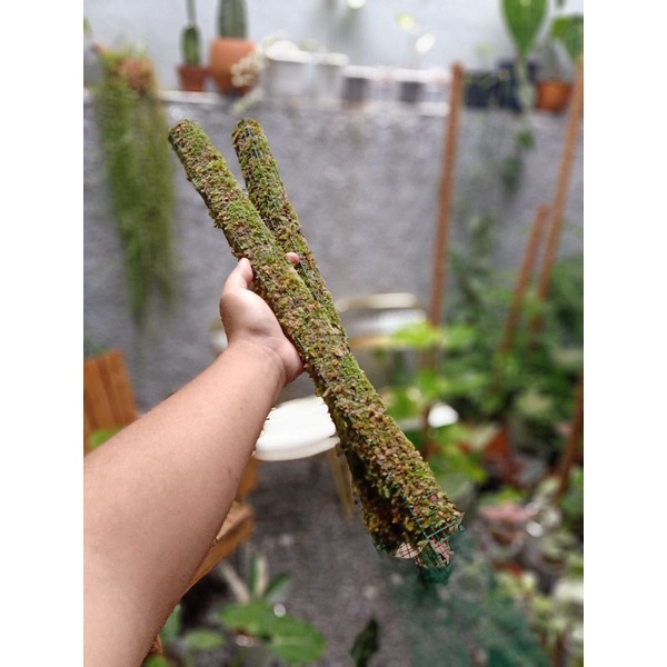 PAKET TURUS LUMUT 50cm 5pcs
