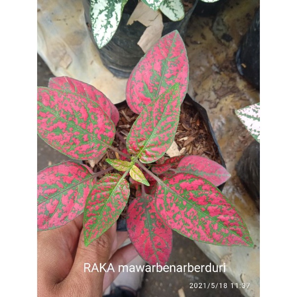 HIPOTES merah IMPORT