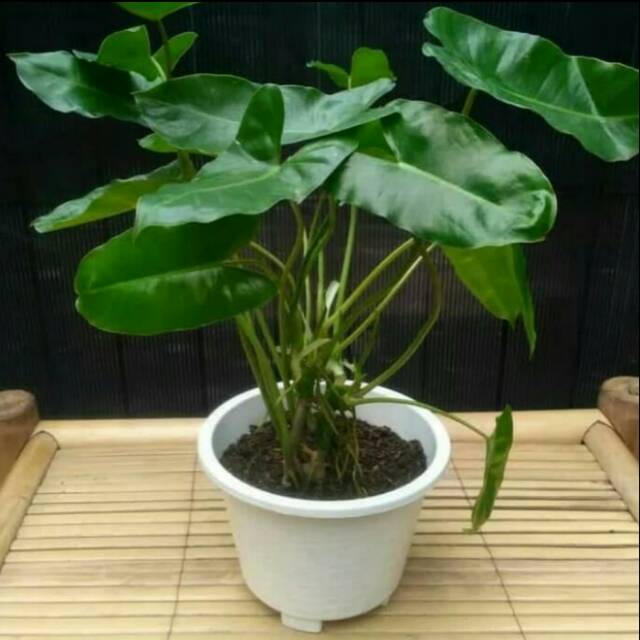 Tanaman hias philo brekele -tanaman hias brekele