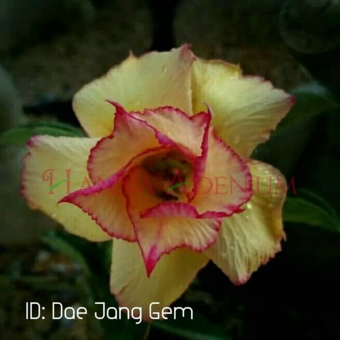 

Bibit Bunga Kamboja Adenium Dae Jang Gem