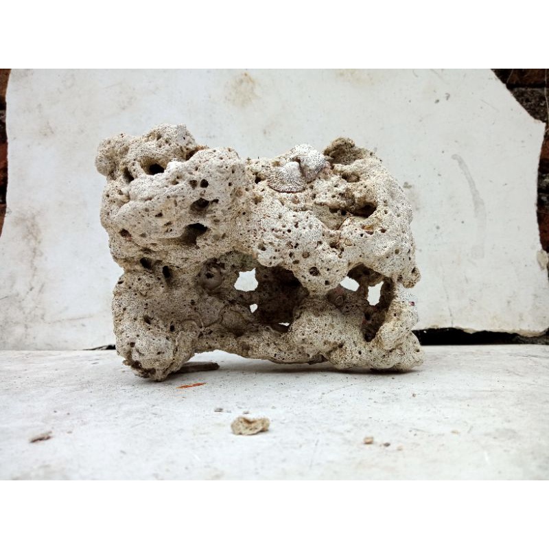 BATU KARANG LAUT BOLONG BENTUK GOA BESAR UNTUK AQUARIUM AQUASCAPE , RUMAH IKAN HIAS