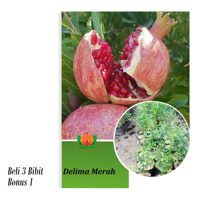 Bibit Tanaman buah Delima merah siap berbuah
