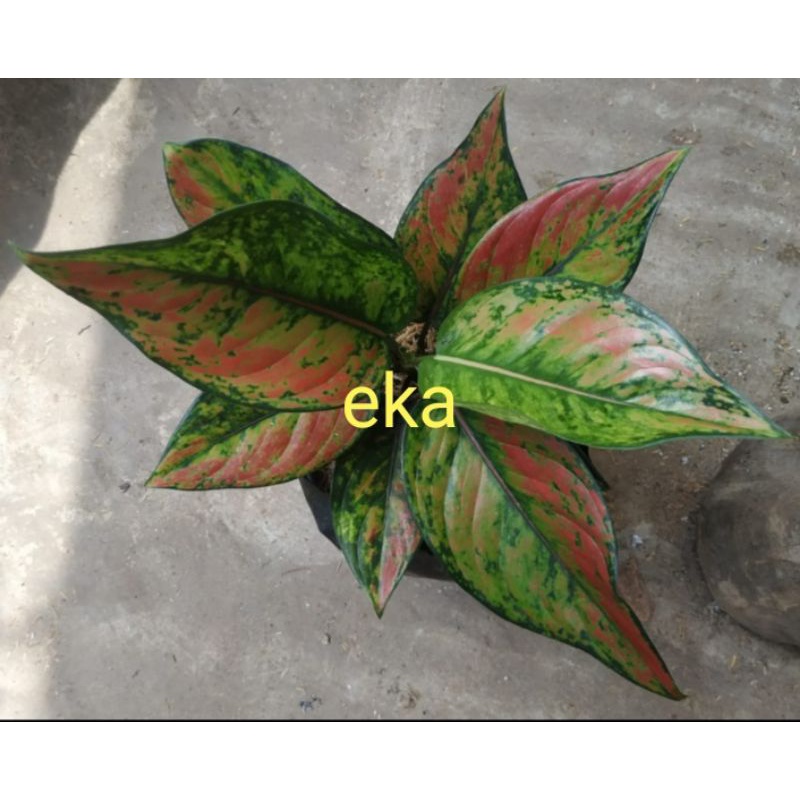 Aglonema HENGHENG