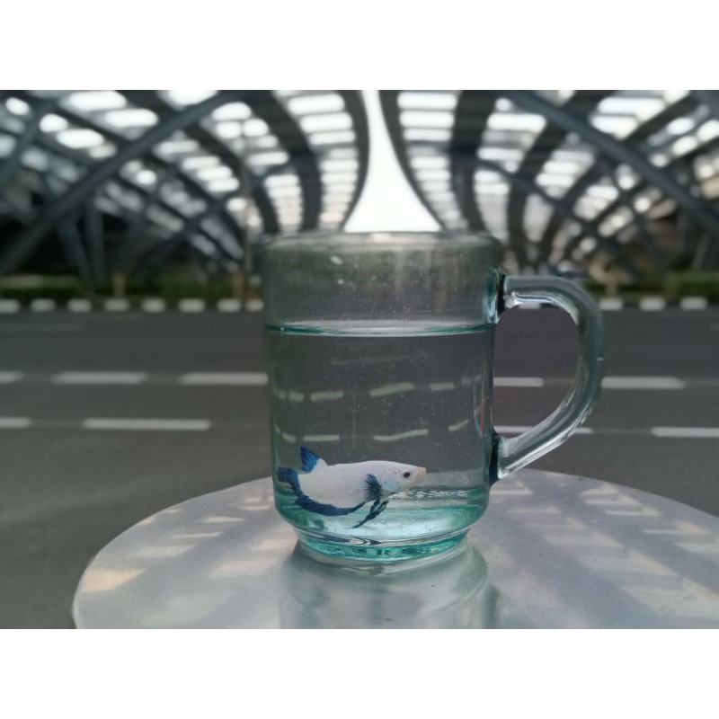 Andri _ ikan cupang blue rim