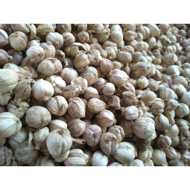 

Kapulaga /kapol/kering 50 gram
