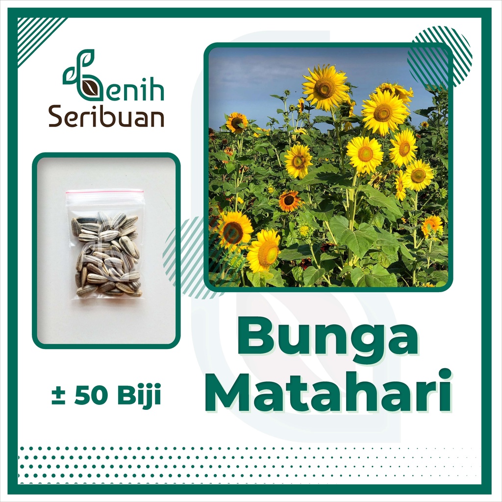 [CHECKOUT Rp. 1000] 50 Benih Bunga Matahari Kuning Unggul Bibit Tanaman Bunga Biji Sunflower