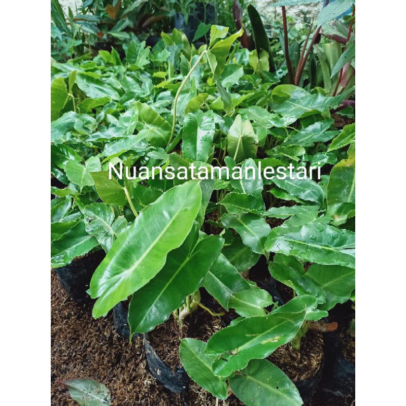 Tanaman Hias Philodendron Burle marx/pohon Burle marx