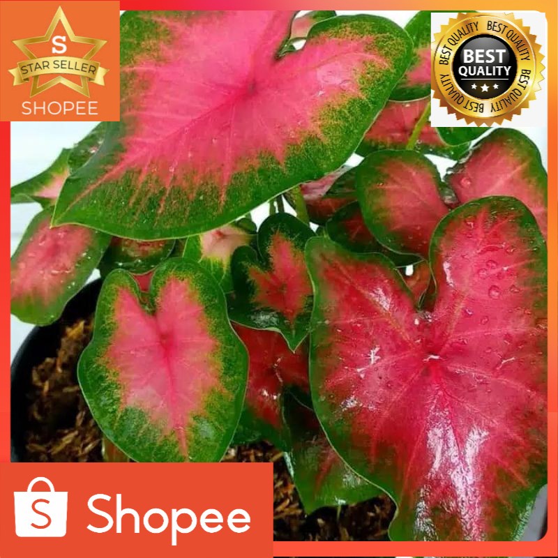 Tanaman hias keladi pink caladium pink beauty-alokasia pink