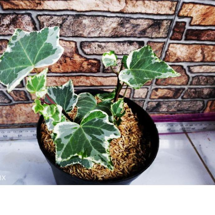 Terlaris Tanaman Hias Ivy varigata putih jenis baru. ✹✓✩