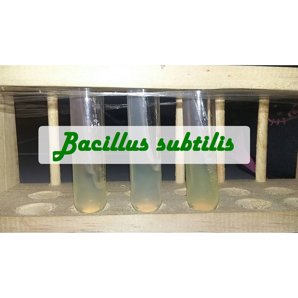 Biakan Bacillus sp. Murni Isolat Bacillus