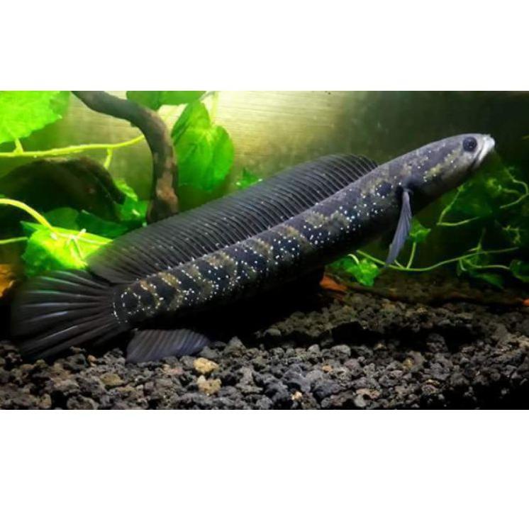 [KODE PRODUK KA9LJ6176] ikan channa asiatica rsws 4-5cm