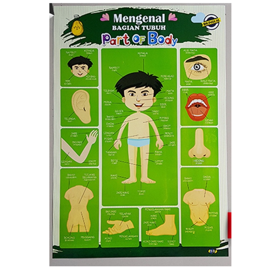 

Poster Edukasi Anak PAUD TK SD Mengenal Bagian Tubuh / Part Of Body