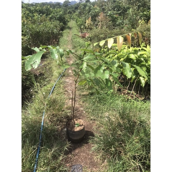 BIBIT MATOA // BUAH MATOA okulasi 60-70cm