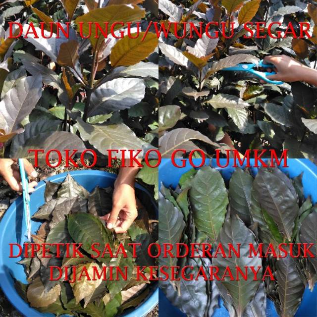 Obat Ambeyen Wasir Daun Ungu Daun Wungu Segar