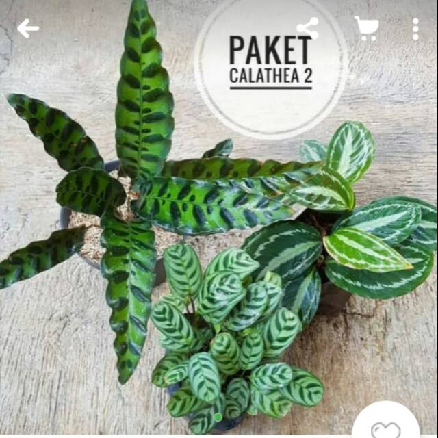 Paket tanaman hias murah jenis calathea  buluayam sepat  