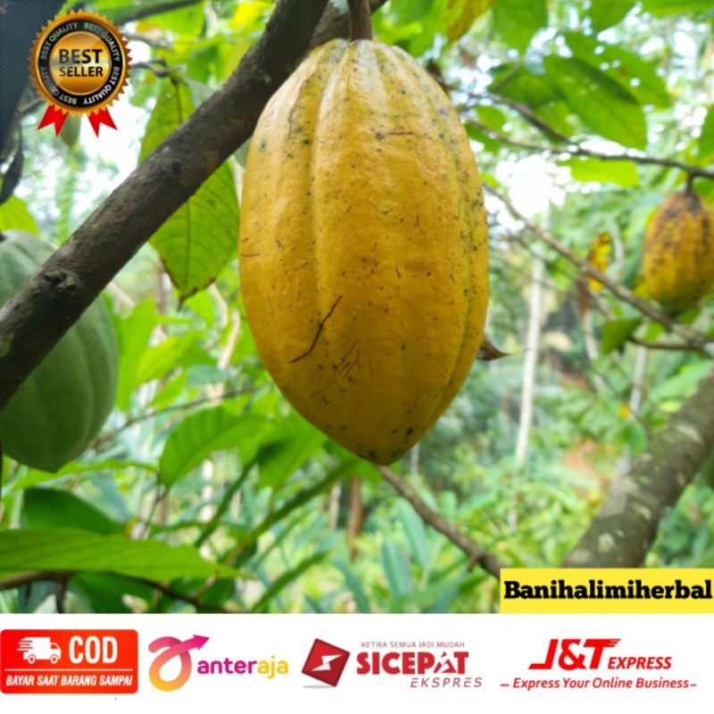 

Buah Coklat Matang