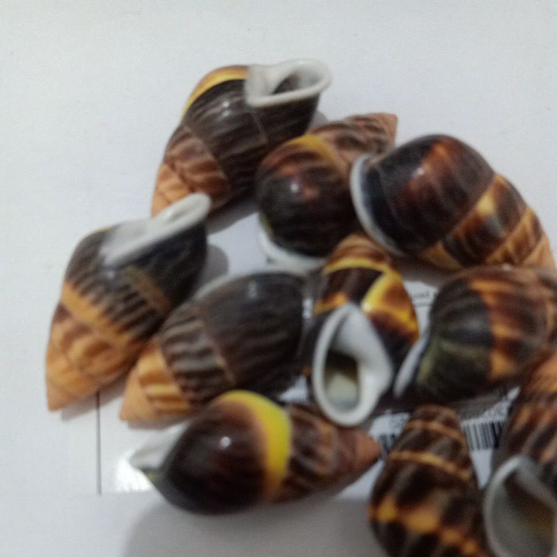 KEONG DARAT/BUTOTI COKLAT