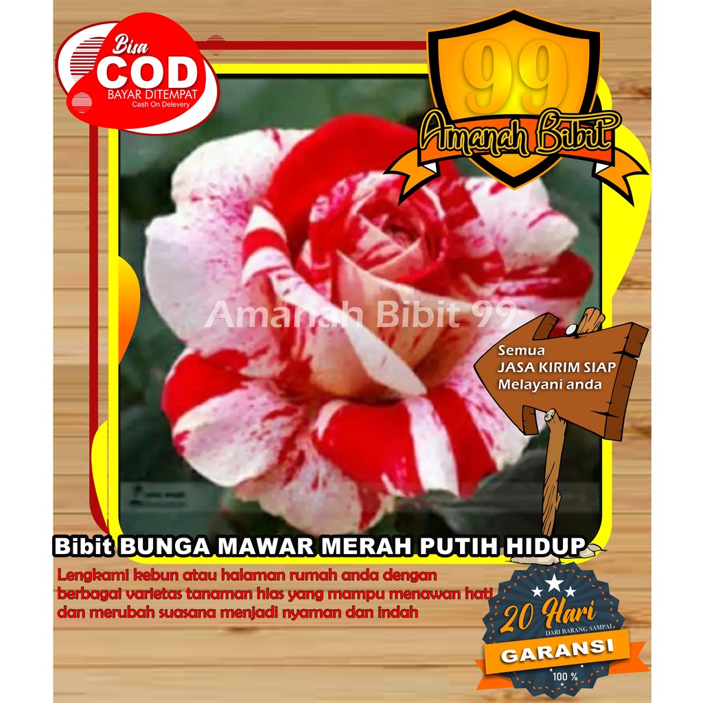 Bibit Bunga Mawar Merah Putih Kondisi Hidub