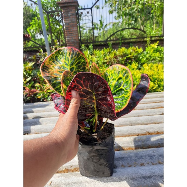 PURING APEL SUPER RED GIANT (SRG) ORIGINAL BUKAN SAMBUNGAN