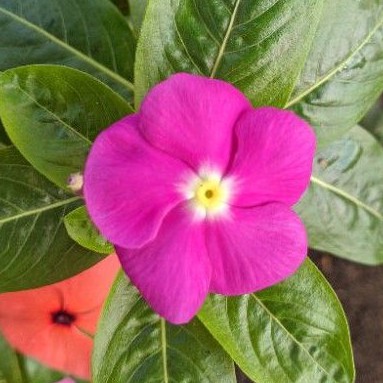 7 Seed / Benih VINCA TEGAK