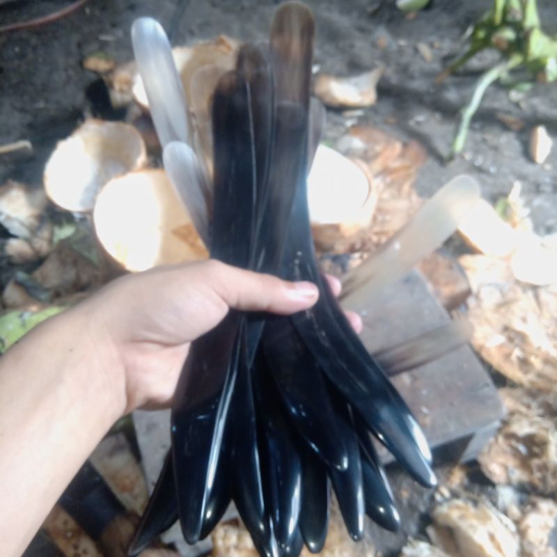 PISAU TANDUK KUPAS KELAPA THAILAND (1 SET)