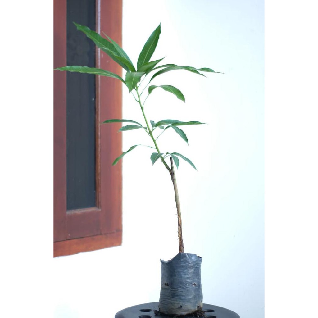 nh” bibit / tanaman mangga gedong gincu New