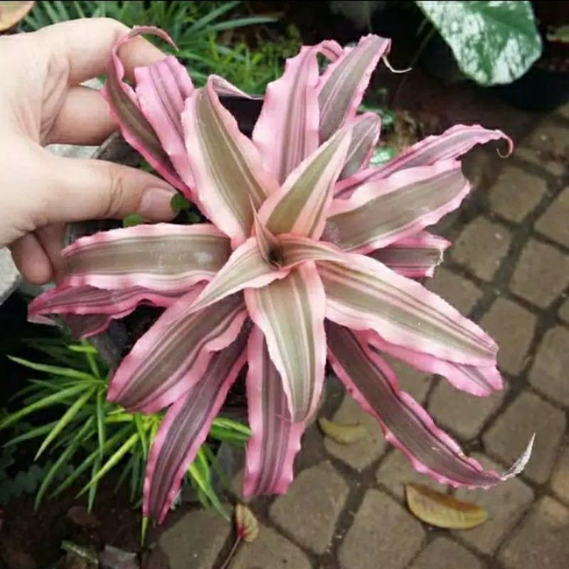 bromelia cryptanhus pink / tanaman hias bromelia pink