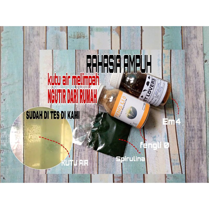 PAKET HEMAT KULTUR KUTIR KULTUR KUTU AIR MOINA