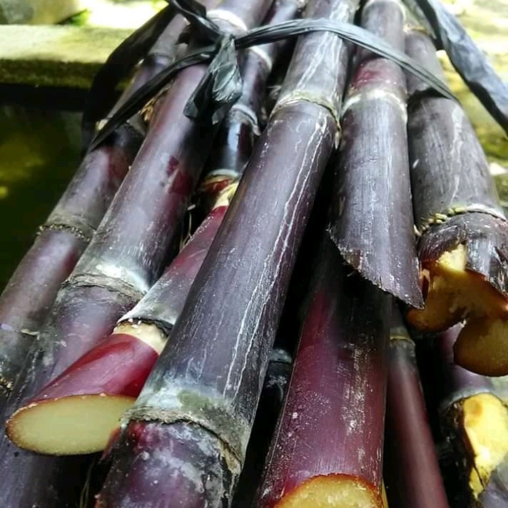 

Batang Tebu Merah per 500Gram