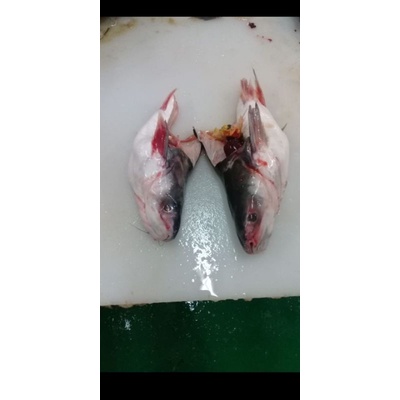

patin olahan