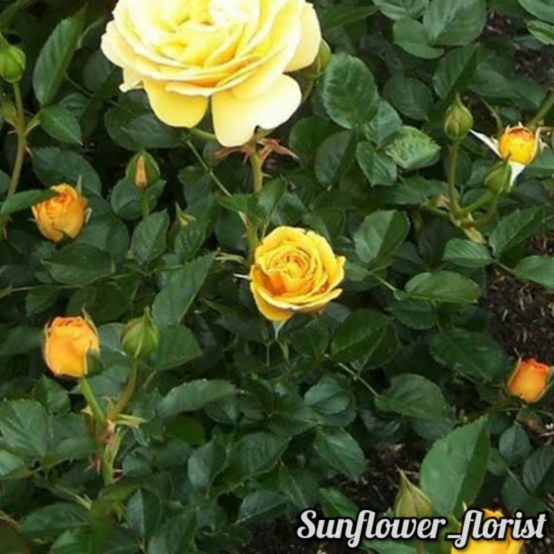 Tanaman Bunga Mawar Floribunda Kuning