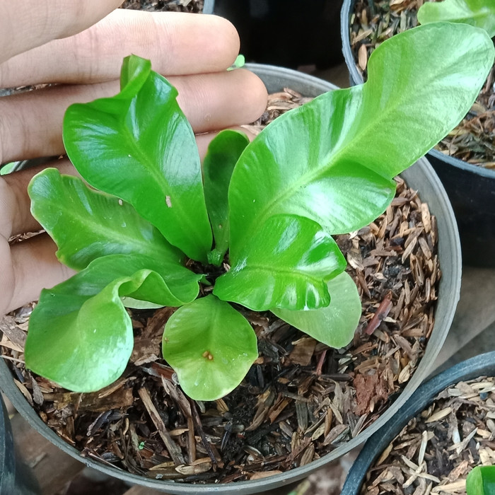 tanaman kadaka lasagna/bibit kadaka lasagna/tanaman hias kadaka