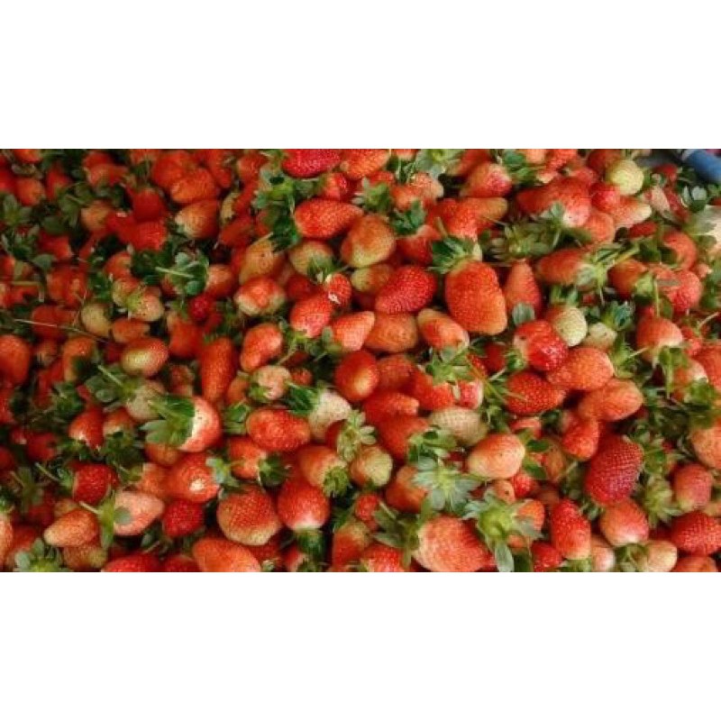 

Strawberry Segar